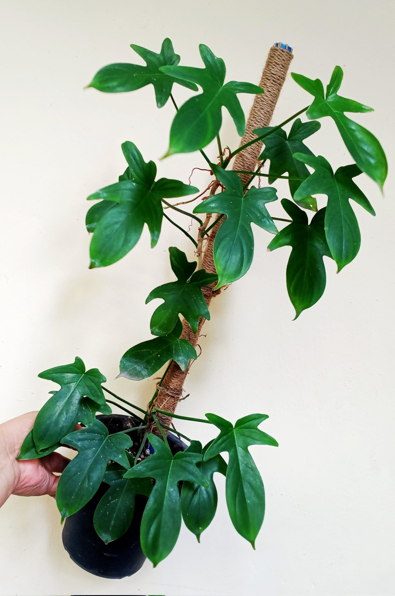 15 Good Luck Plants That Will Bring You Fortune, According to Feng Shui