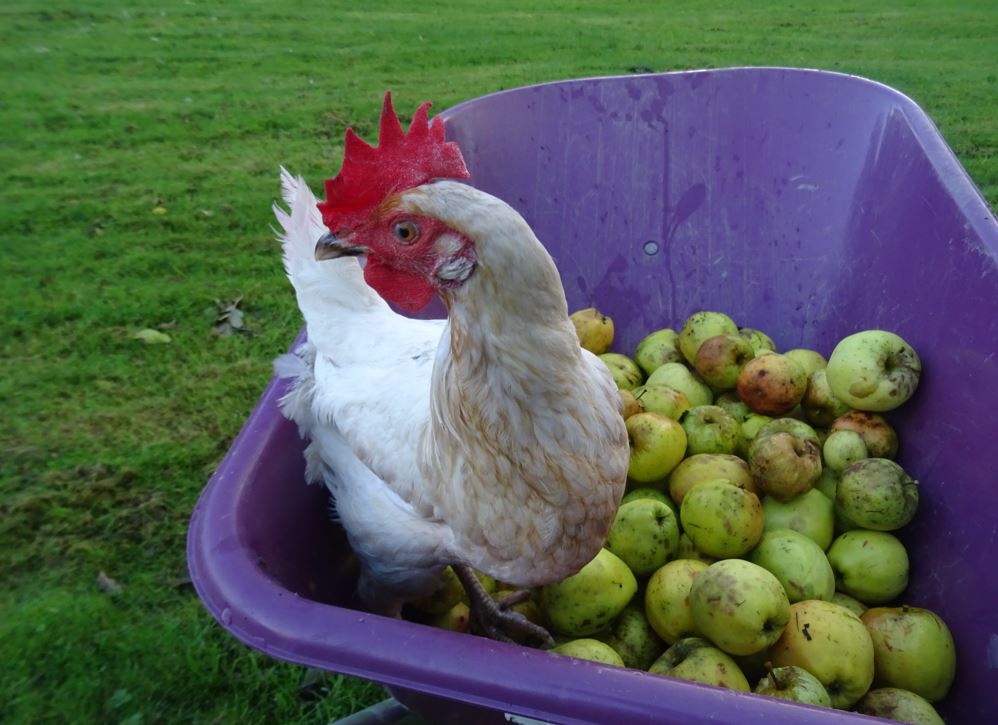 GreenAcreCottag's tweet photo. The #GreenAcreCottageChickens love eating the apples that fall on the ground. The apples that have fallen on the ground are desinted for the chickens and Mable here has been helping gather them all up so that she can enjoy them with the rest of the girls. #HappyHens #HenHelper https://t.co/oWcXGPJsLR