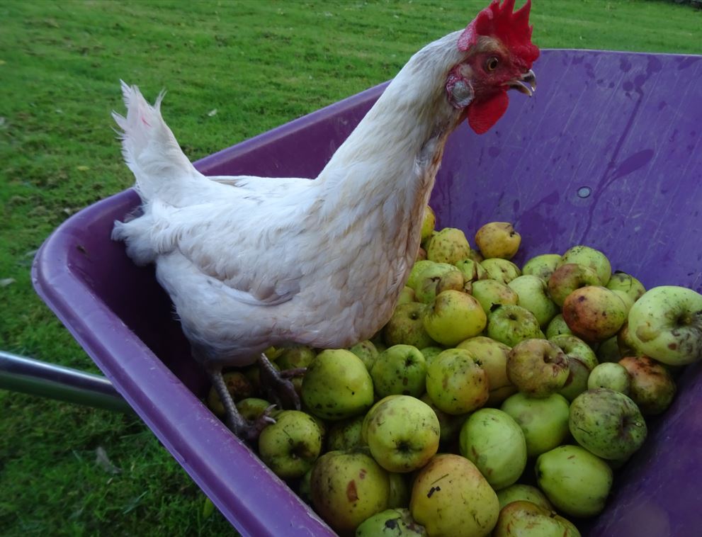 ChickensGreen's tweet photo. The #GreenAcreCottageChickens love eating the apples that fall on the ground. The apples that have fallen on the ground are desinted for the chickens and Mable here has been helping gather them all up so that she can enjoy them with the rest of the girls.  #HappyHens #HenHelper https://t.co/HyTnH6fZYT
