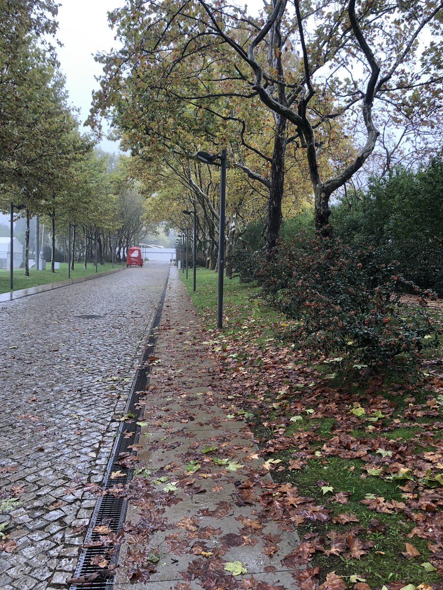 iGuillermo_'s tweet photo. 🍁🍂 https://t.co/omx22WXb0G