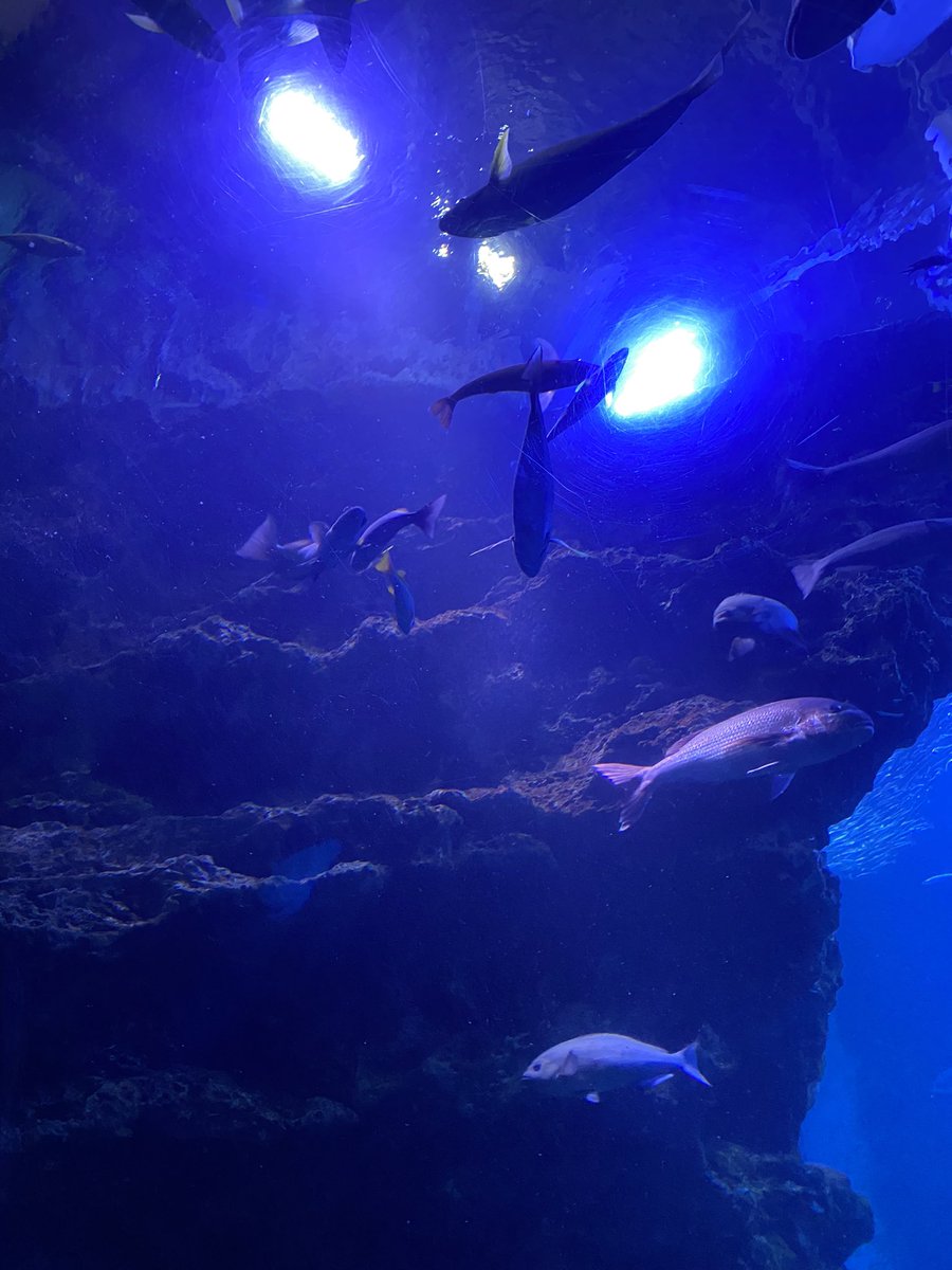 customizebone's tweet photo. 綺麗でした  #京都水族館 https://t.co/uBieDqLo6E