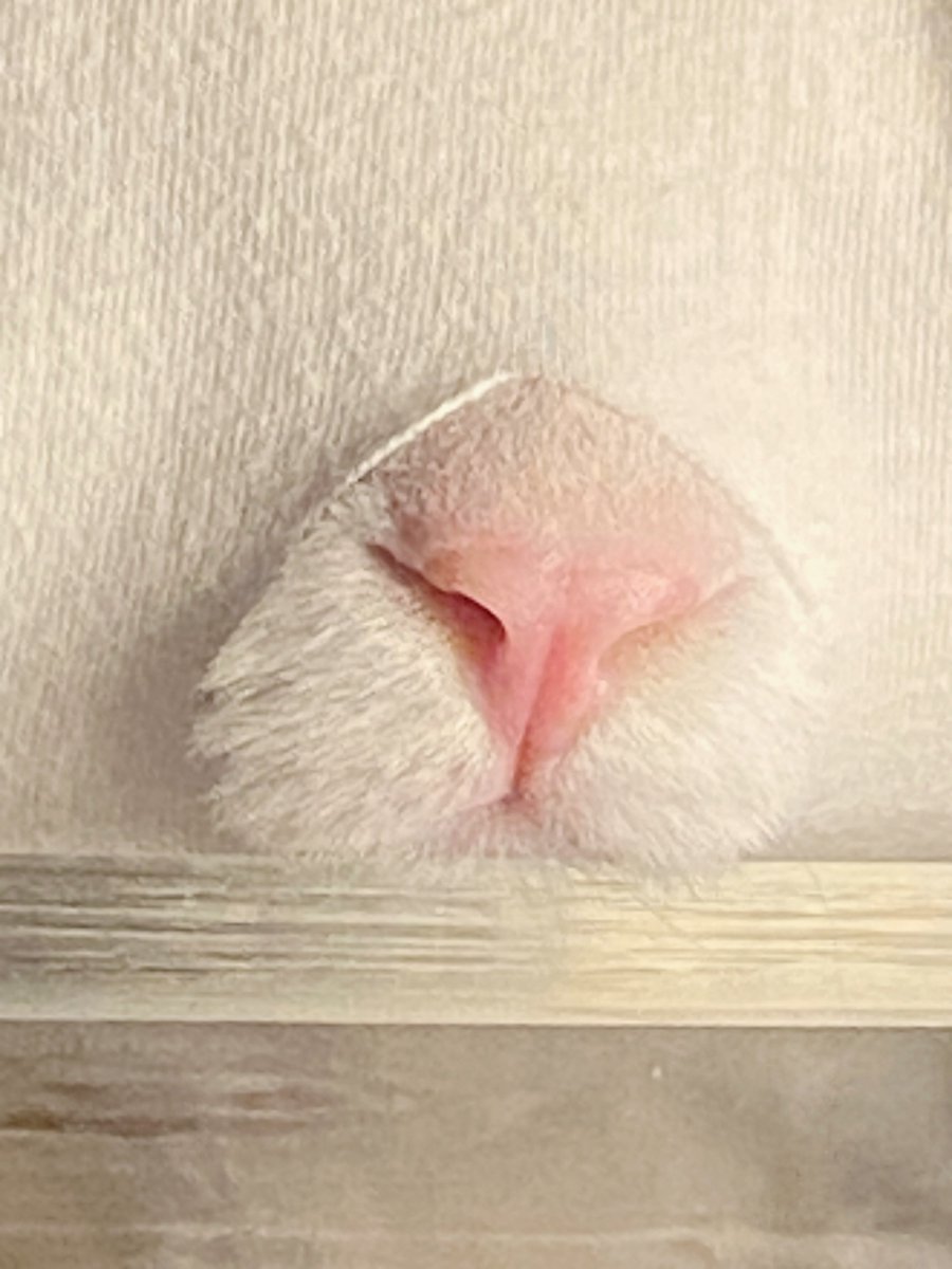 jiewliewnjiggo's tweet image. มิชชั่นเฟล