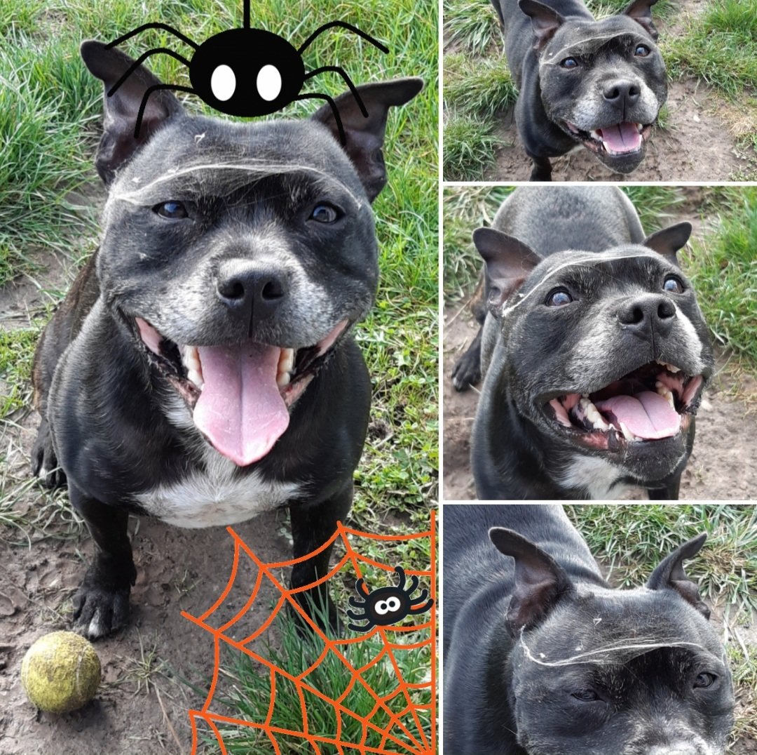 WagsTiny's tweet photo. I ask manylegcreepyfriend help me do a dressing up! You like my funny stickyweb hat? https://t.co/5ZTrWmgP5B