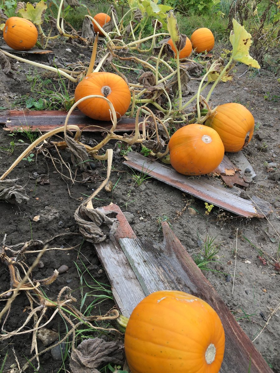 Happy Halloween from the #allotment pumpkin patch! 🎃 #Halloween #growyourown #gyo