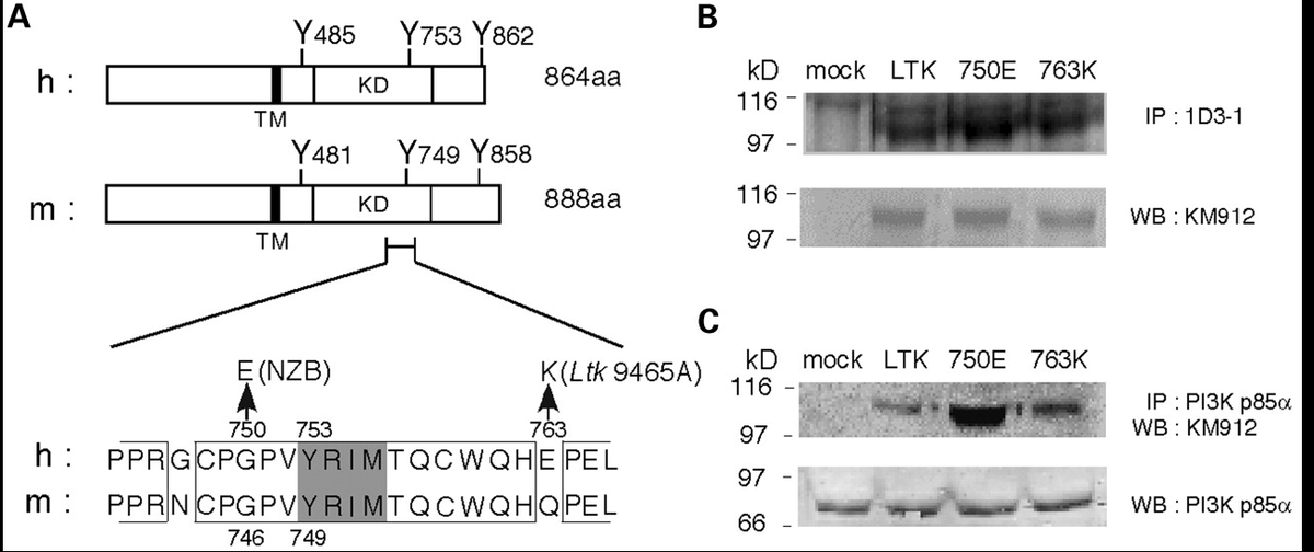 TrapsVari's tweet image. In both mice and human, SNPs around the 'YXXM' proximal signalling motif of LTK, generating membrane protein variants:-
LTK p. G750E
LTK p. E763K

cause B cell abnormalities similar to systemic lupus erythematosus.

doi.org/10.1093/hmg/dd…

#SLE #Lupus @LupusOrg @LupusResearch