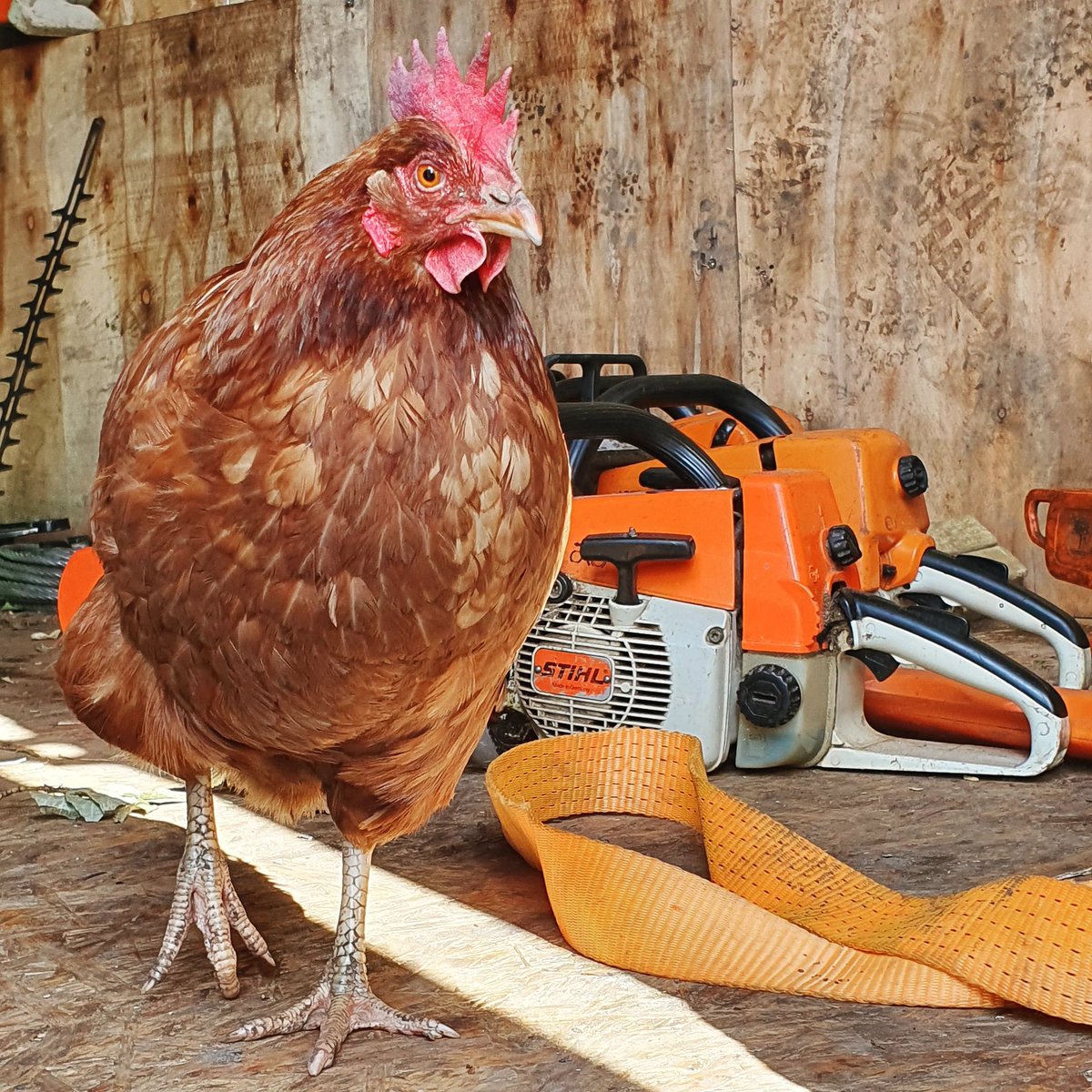 CdoClimbers's tweet photo. Our newest Groundsman checking the standard of our maintenance checks. She's a stern tester but we passed phew! 😂
The demand for a peas & corn payrise has increased however...!
#chicken #freerangechickens #arborist #maintenance #chainsaw #maintenancecheck #Groundsman https://t.co/MD8WeMkF2u
