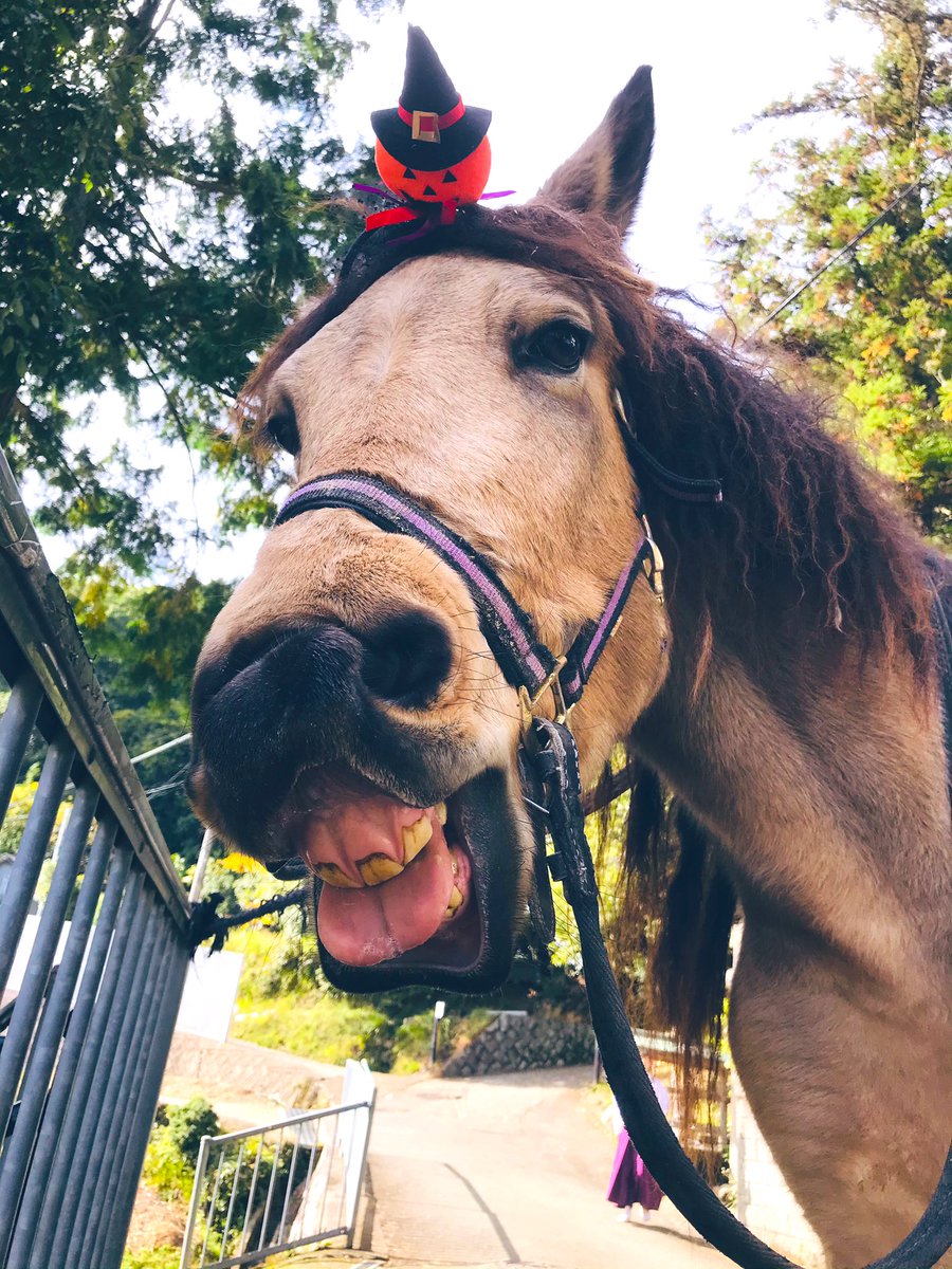 Cosmos_Samurai's tweet photo. trick or treat---🐴🎃🎉

#吉川八幡神社 
#御神馬いづめ
#御神馬
#いづめ
#いづたん
#YoshikawaHachimanShrine
#SacredHorse
#horse
#合戦馬
#木曽馬
#Halloween
#halloweenmakeup
#halloweencostume
#Halloween
#happyhalloween
#halloweenparty 
#ハロウィン
#ハッピーハロウィン
#コ���プレ
#🎃 https://t.co/BuhdtSl9yR