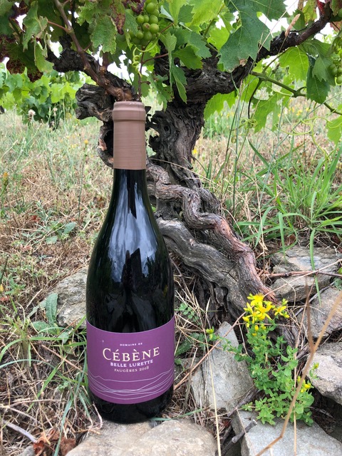 DOMAINE_CEBENE's tweet photo. Carignan Day c'est ce dimanche 31 octobre ! Amoureux du cépage Carignan, prenez une photo d'une bouteille de Carignan, rouge ou blanc, et postez-la ! Bon Carignan Day à vous ! #Carignan #CarignanDay #buvezCarignan #Faugeres #BelleLurette #Languedoc #HautLanguedoc @CarignanDay https://t.co/VAgilnLp8i