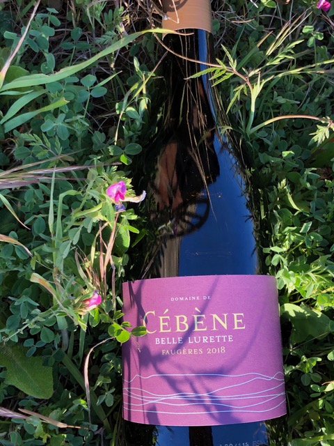 DOMAINE_CEBENE's tweet photo. Carignan Day c'est ce dimanche 31 octobre ! Amoureux du cépage Carignan, prenez une photo d'une bouteille de Carignan, rouge ou blanc, et postez-la ! Bon Carignan Day à vous ! #Carignan #CarignanDay #buvezCarignan #Faugeres #BelleLurette #Languedoc #HautLanguedoc @CarignanDay https://t.co/VAgilnLp8i
