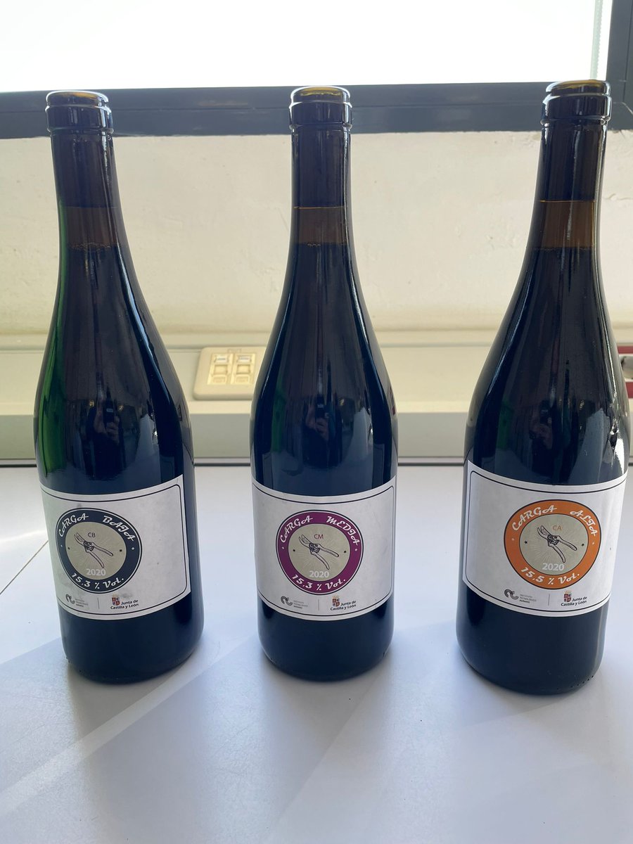 ITACYL's tweet photo. Cata de #vinos elaborados por el área de #viticultura de #ITACyL para determinar el efecto de distintas cargas de cosecha, como estrés biótico y sus implicaciones en la incidencia de #EFMV o la calidad del mosto, en el marco del proyecto #FEADER @visostec https://t.co/xWLFDoHFcI