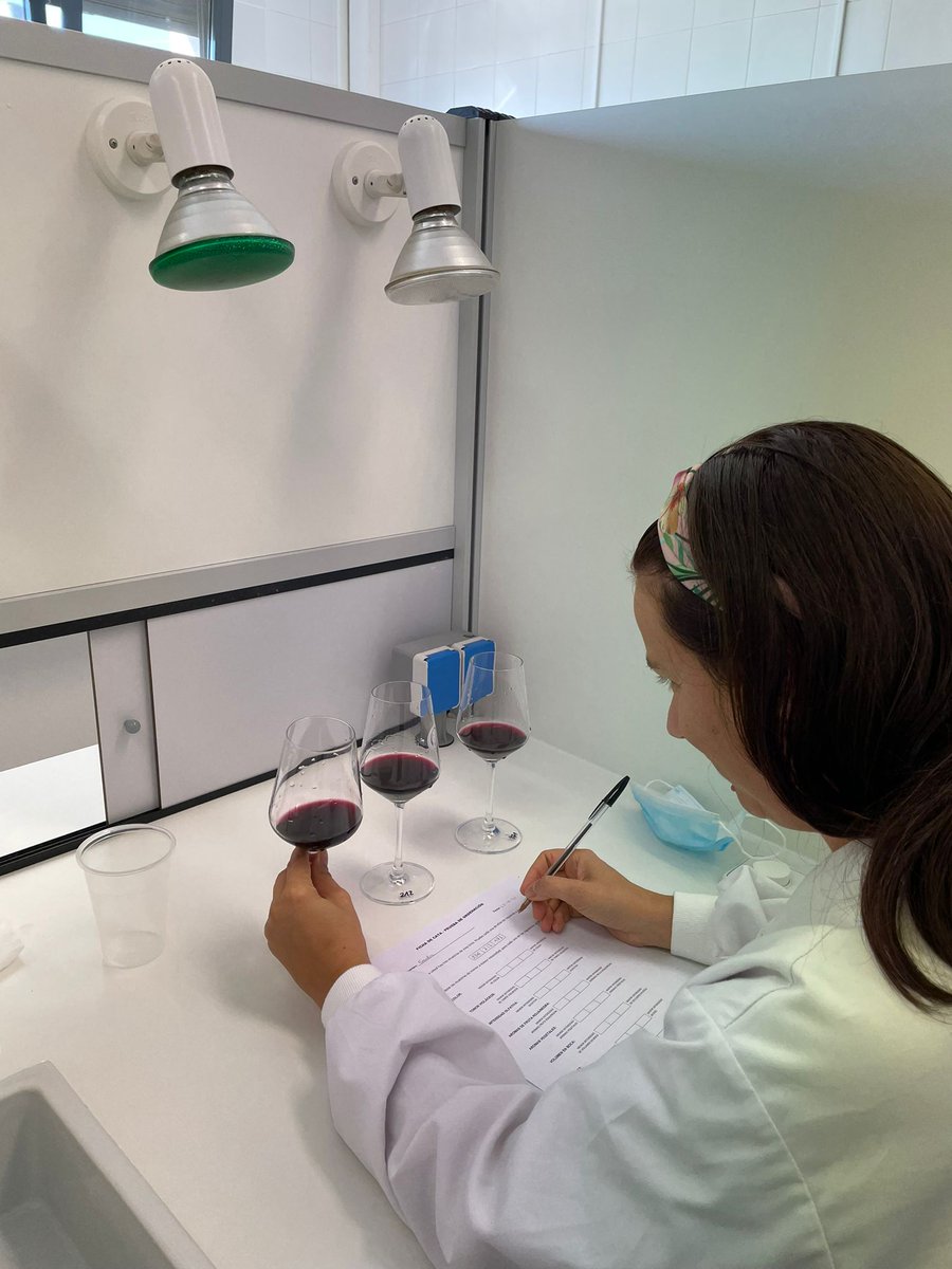 ITACYL's tweet photo. Cata de #vinos elaborados por el área de #viticultura de #ITACyL para determinar el efecto de distintas cargas de cosecha, como estrés biótico y sus implicaciones en la incidencia de #EFMV o la calidad del mosto, en el marco del proyecto #FEADER @visostec https://t.co/xWLFDoHFcI