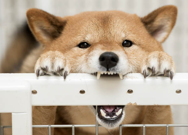 It's tempting.but HODL $SHIB it is worth it! future will thanku
#ShibaSwap #shibainu #ShibaArmy #ShibaCoin #shibainuHodler #Shiboshis #SHIBDELETEAZERO #shibaburn #ShibToken #ShibTrain #shibFamilyBusiness #NOFUDZONE #ShuttheFUDGates #TREASURE #Trending #StreetDanceofChinaS4 #trend