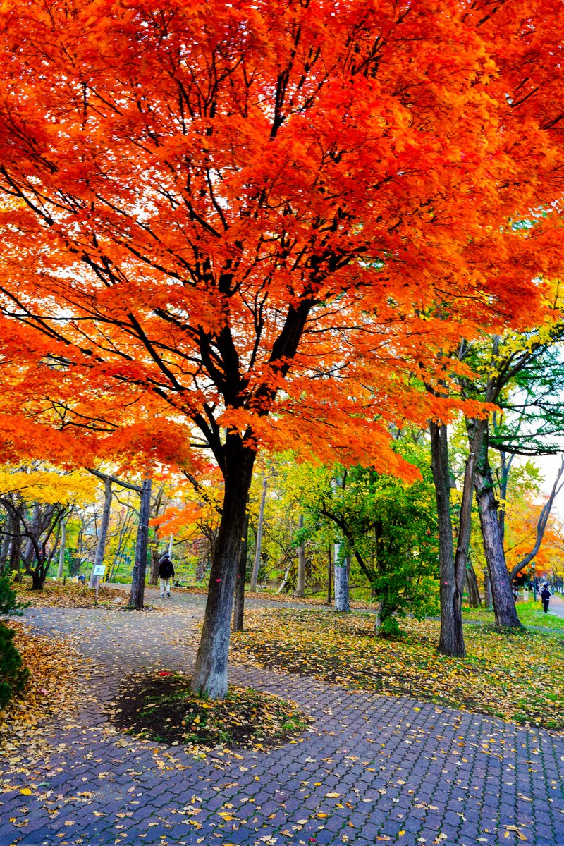 daiphotographer's tweet photo. 絵画のような風景
#紅葉 #紅葉2021 #autumnleaves #7RIV #Sony #alpha #photography #カコソラ #写真で奏でる私の世界 #写真が好きな人と繋がりたい #ファインダー越しの私の世界 #キリトリセカイ #tokyocameraclub https://t.co/GmDTsuH3g2