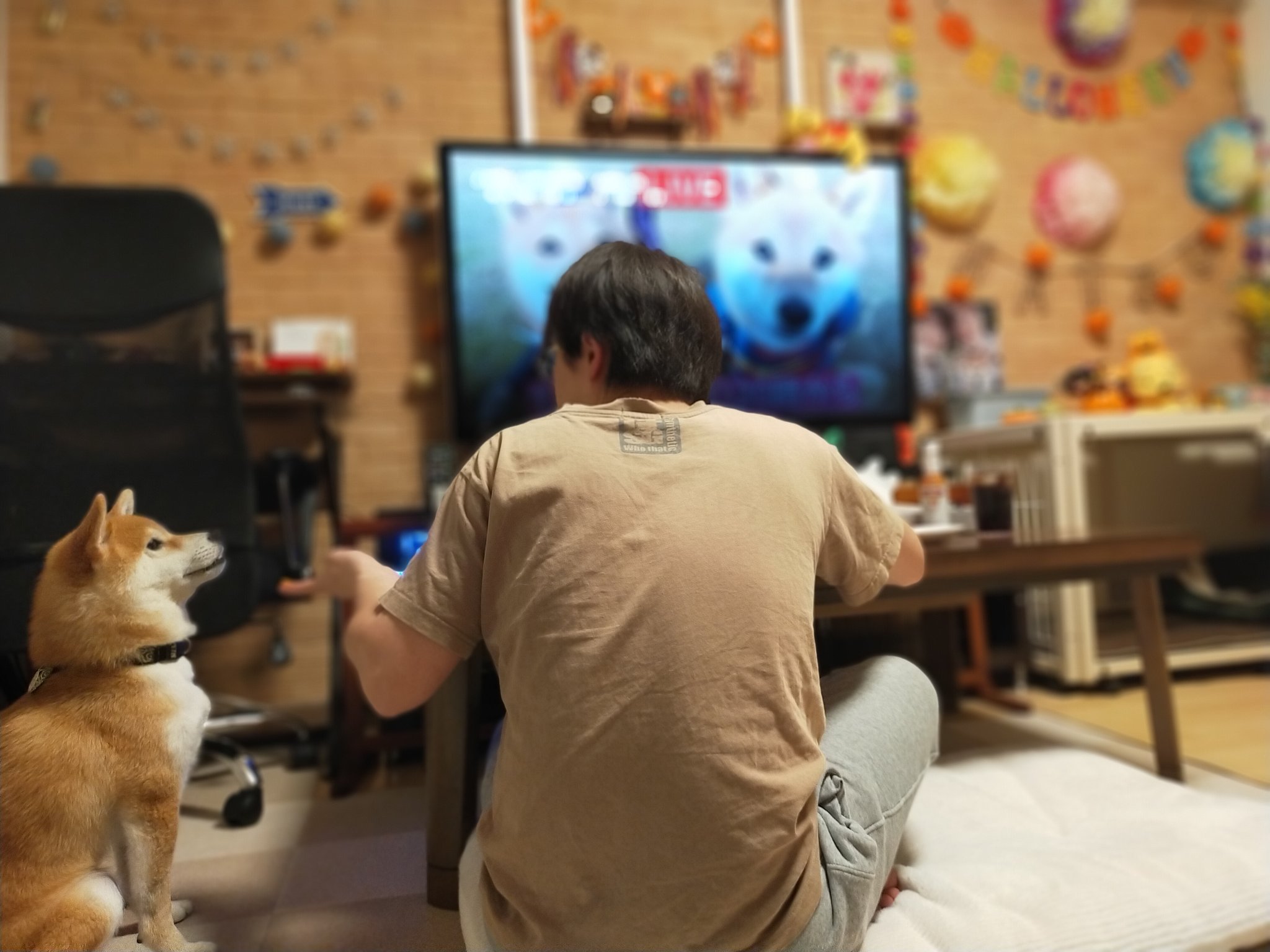柴犬ナツ ﻌ Happyhalloween 福ちゃん富くんのyoutubeライブ見ながらピザ食べまする 柴犬 豆柴 赤柴 ハロウィン 福ちゃん富くん T Co Tqtbx0qfcw Twitter