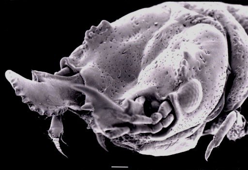 NicoJSmit1's tweet photo. Day G for #ParasiteABC - Easy one for me: fish parasitic Gnathiid isopods. I've been fortunate to help describe 11 new species from all over the world, but my favourite is Barnard's 1914 Gnathia africana from South Africa, the subject of my 1st ever publication. 📸 SEM of Male https://t.co/aJFbnuqENs