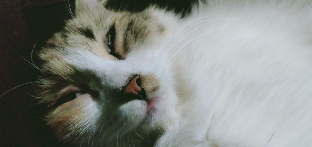 Art_Dvie's tweet photo. @kochengfess #Dedot
#cats https://t.co/d0c05DsUCT
