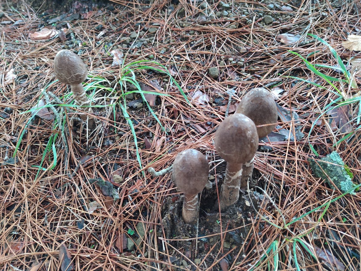 Have a nice Sunday! #mushroomseason #wildmushrooms @efimakr @EliasHoussos @nature2ublog @MushroomsDaily @FungiwithBengi