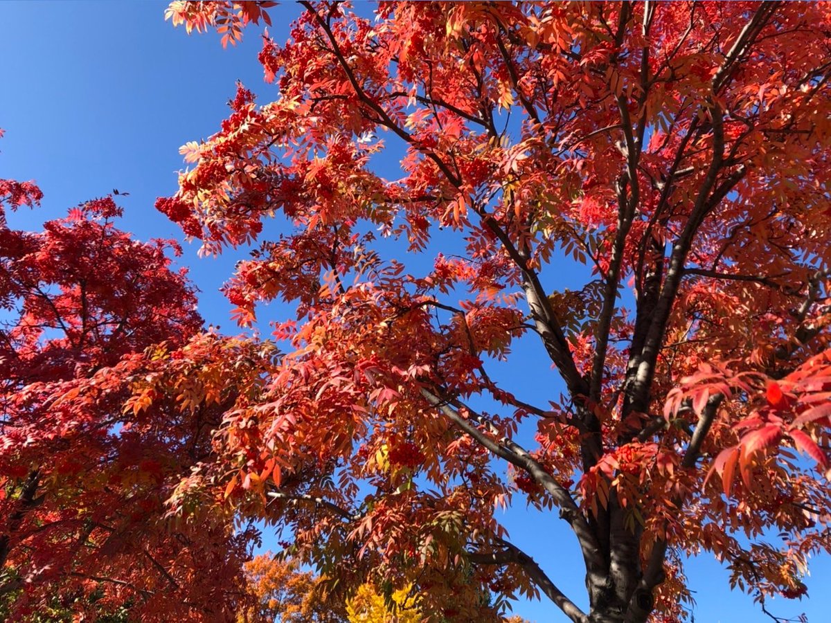 show05916647's tweet photo. そして札幌散歩したら紅葉キレイだった～🍁夜はお家で仮装パーティー👻🎃ステイホームで🏠 https://t.co/d0WI81FKbp