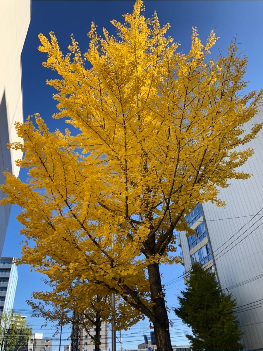 show05916647's tweet photo. そして札幌散歩したら紅葉キレイだった～🍁夜はお家で仮装パーティー👻🎃ステイホームで🏠 https://t.co/d0WI81FKbp