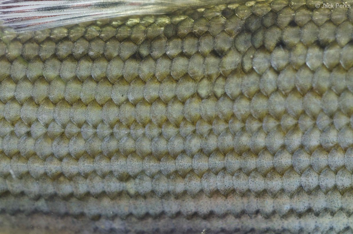 JackPerksPhoto's tweet photo. Guess the fish from the scales! https://t.co/tyd7clzPtr