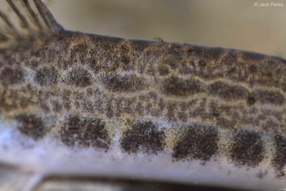 JackPerksPhoto's tweet photo. Guess the fish from the scales! https://t.co/tyd7clzPtr