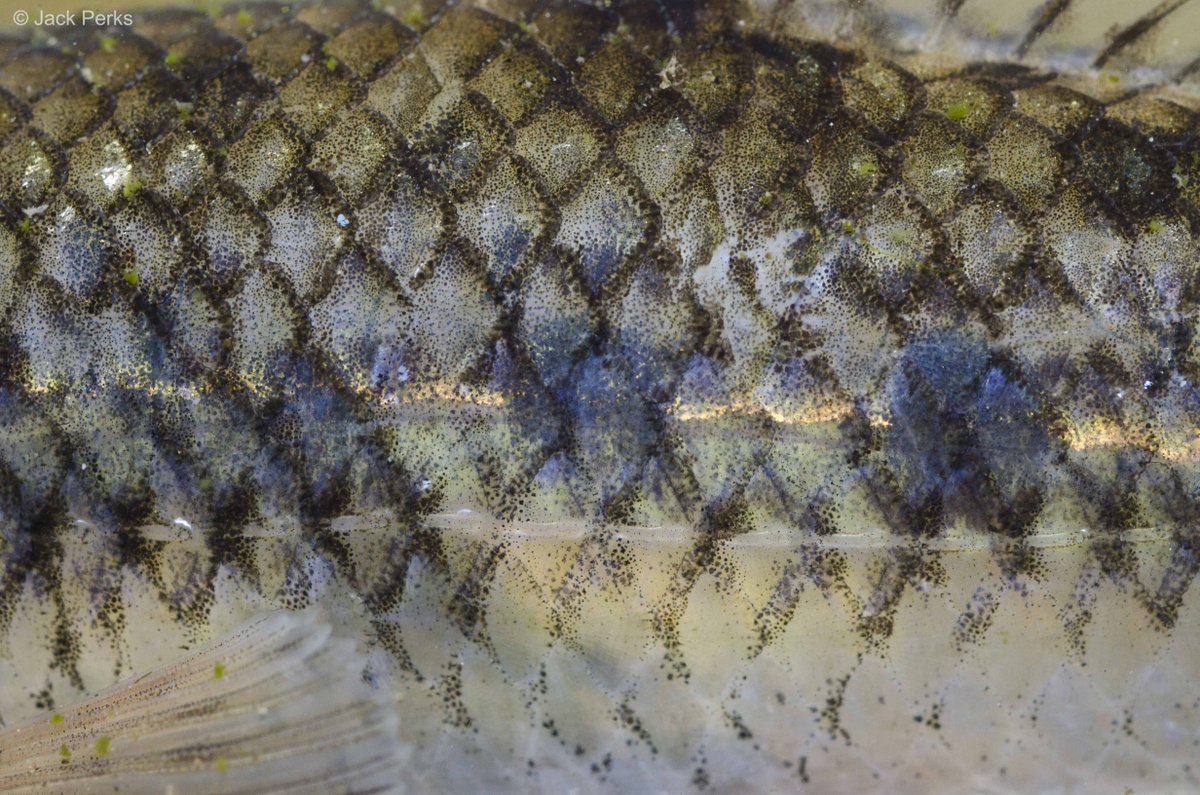 JackPerksPhoto's tweet photo. Guess the fish from the scales! https://t.co/tyd7clzPtr