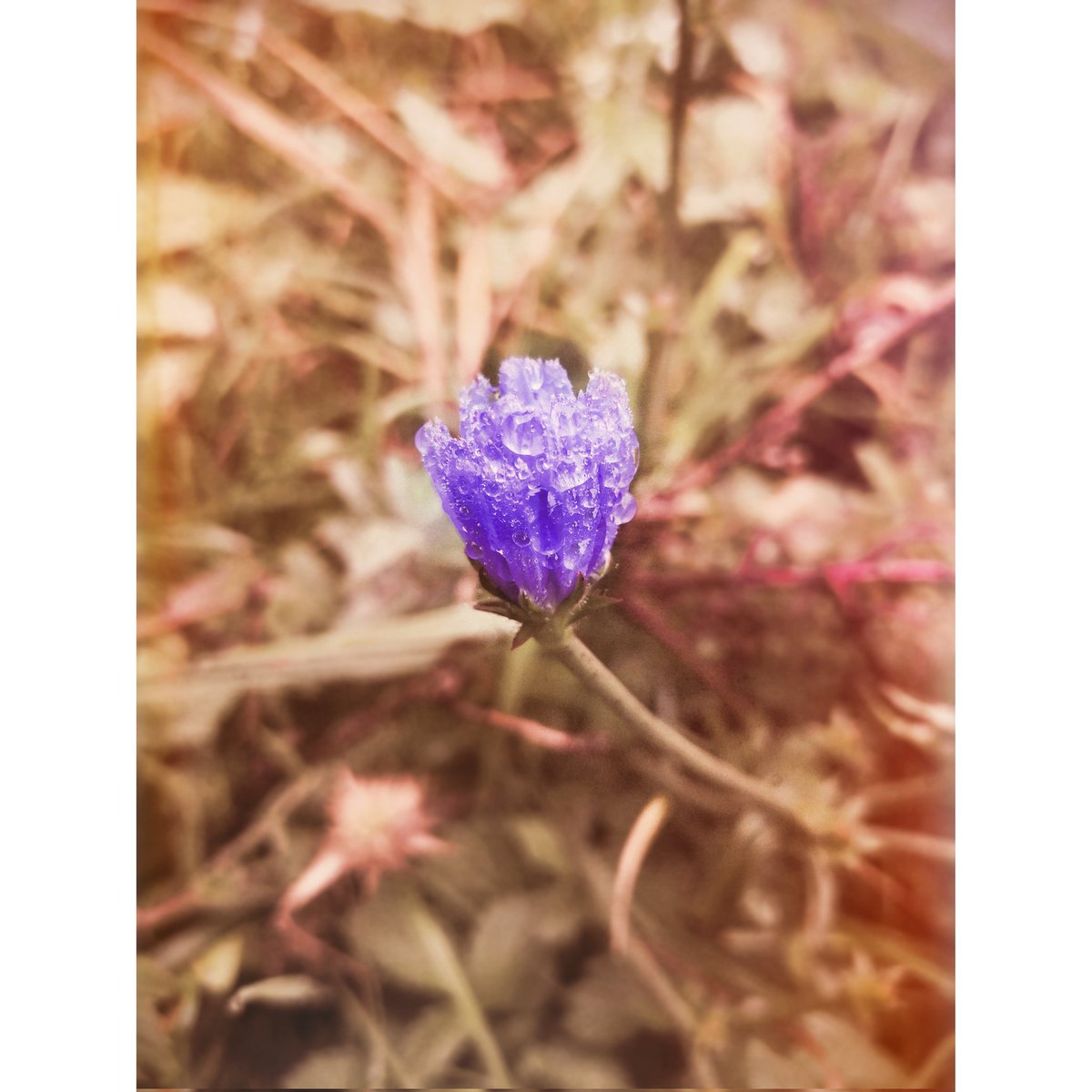 Lu_Bi_No's tweet photo. Octombrie târziu 🤍💙🤍

#blueflower #sweetoctober #tinylife #autumncolours #picoftheday #photography https://t.co/1mhsX4Wqcc