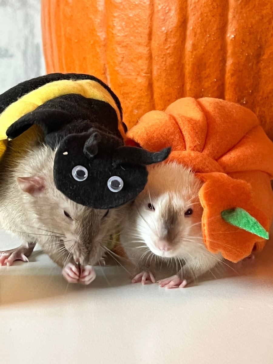 WhitneyRallo's tweet photo. @MorningEdition We have a Batrat, pumpkin and bumblerat https://t.co/nxlHgHHbtB