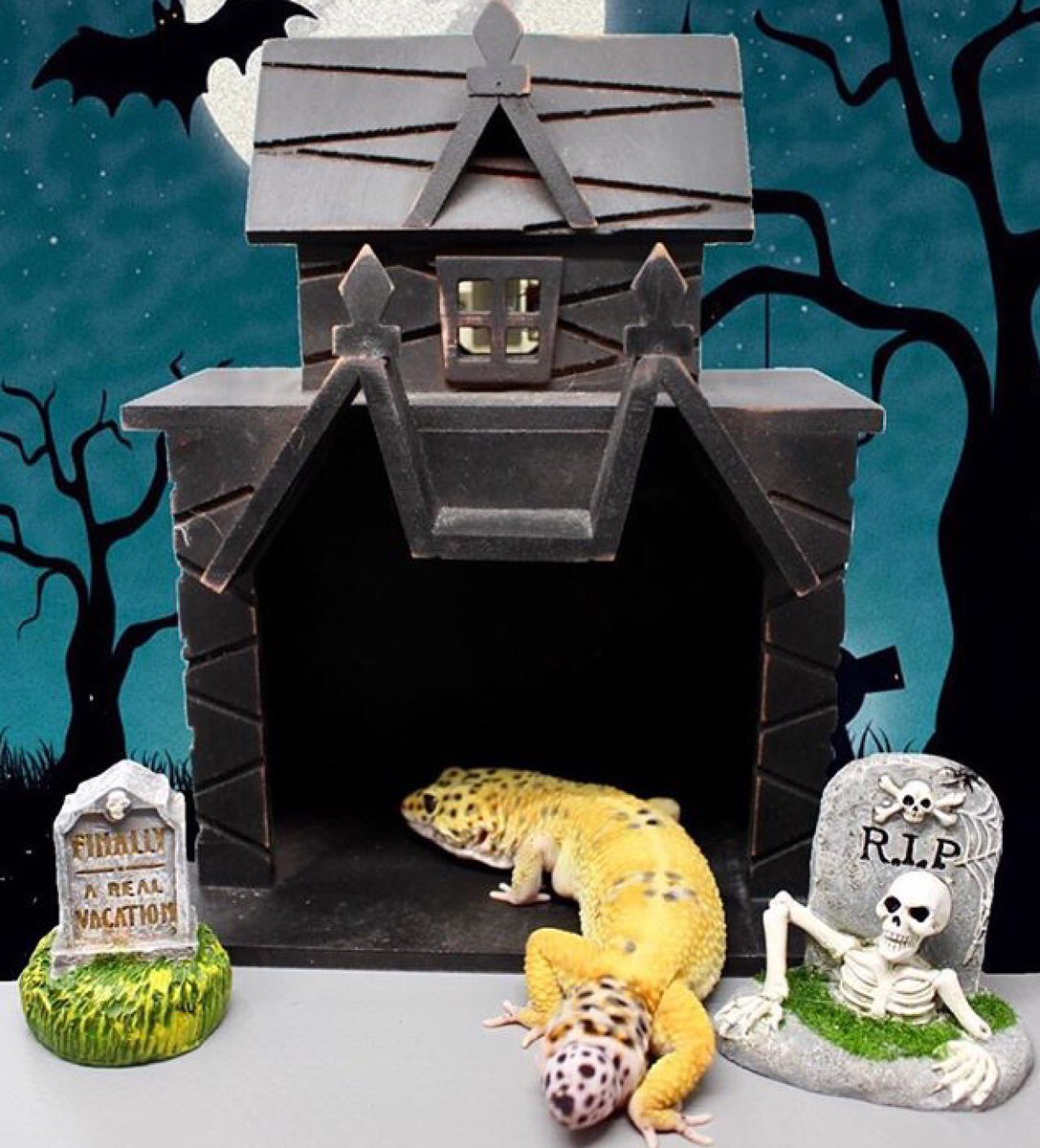 ageckoandhispjs's tweet photo. Happy Halloween!๐ป๐
#HappyHalloween2021 #leopardgeckosoftwitter #geckosoftwitter #reptilesoftwitter #geckos #crestedgeckosoftwitter #etsy #snakesoftwitter #beardeddragonsoftwitter #coldbloodedpets #iguanasoftwitter #smallpetsoftwittet #hamstersoftwitter #axolotlsoftwitter https://t.co/bBHNzMsFdI