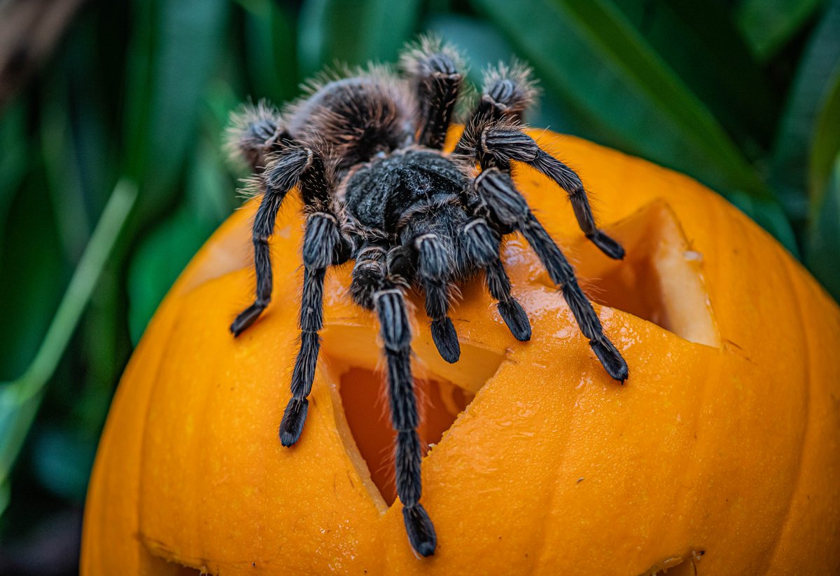 🎃👻 Happy Halloween! 👻🎃