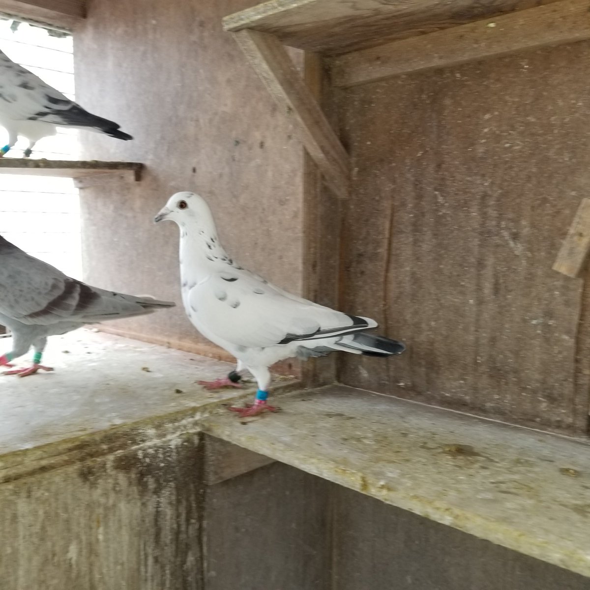 Top Tweets For レース鳩 On Twitter Twstalker