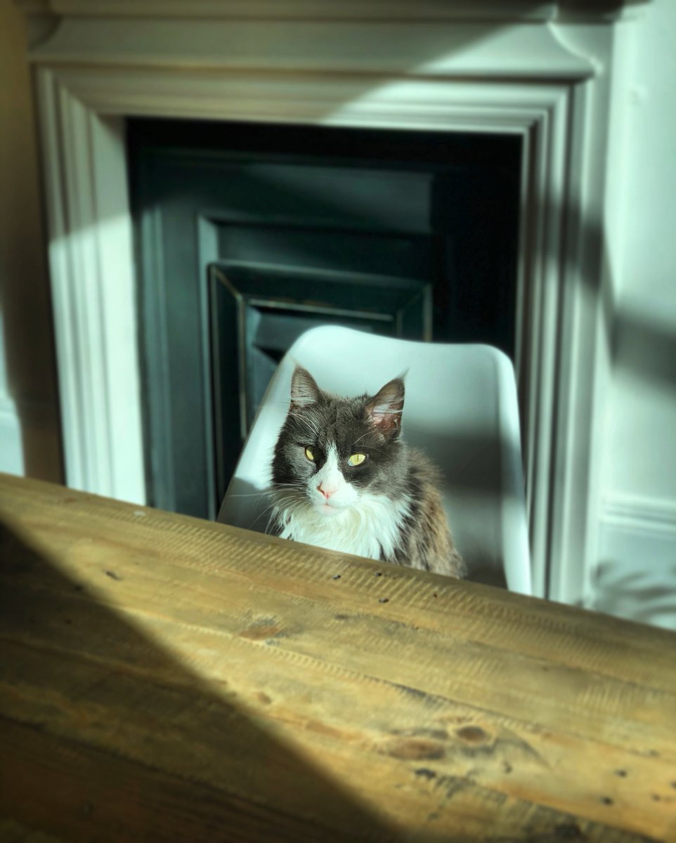 Lurking in the shadows, this creepy cat awaits his feast of mice-heads and blood mwahahah 👻

#HappyHalloween2021