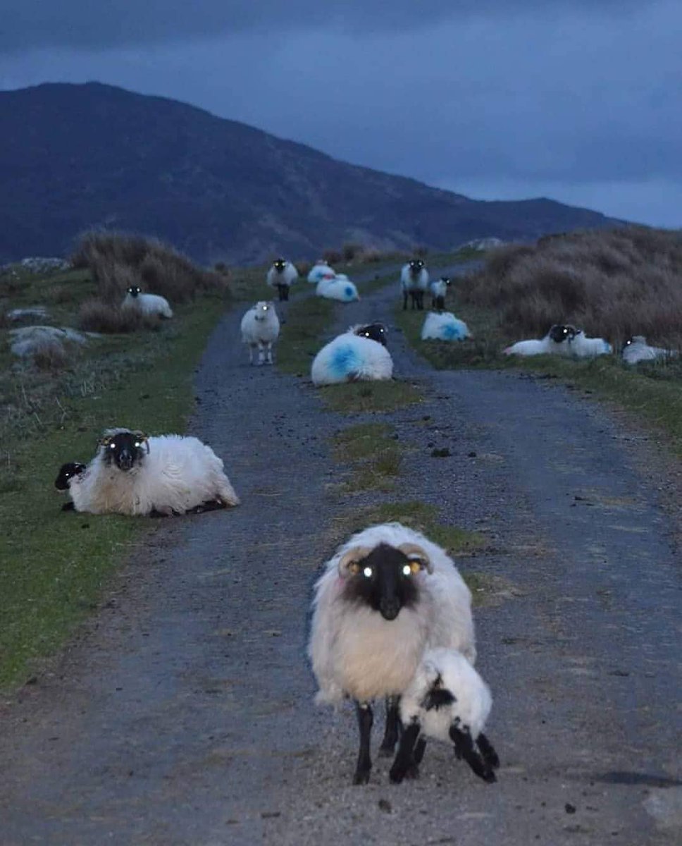 icotcollege's tweet photo. Creepy cute sheep!😂

Happy Halloween from Ireland! The home of Halloween!🐑🎃☘️

📸 Mick Clancy - Thanks for sharing @connemara.ie! https://t.co/RUpsLxl4Hf