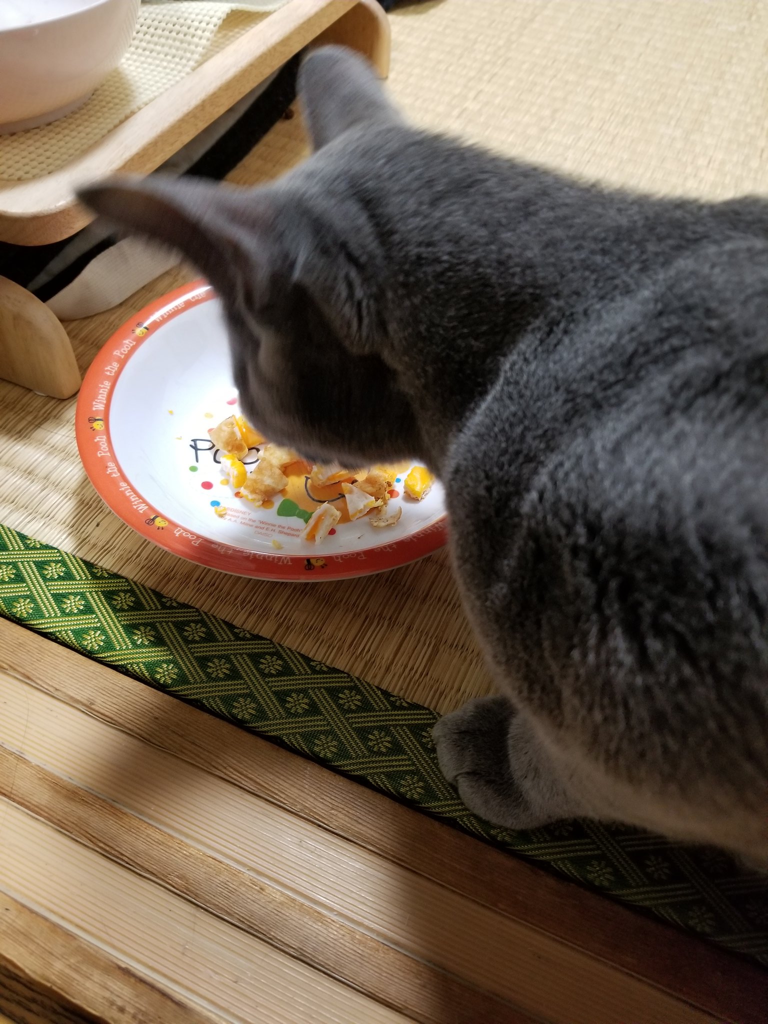猫の食べ物 Twitter Search Twitter