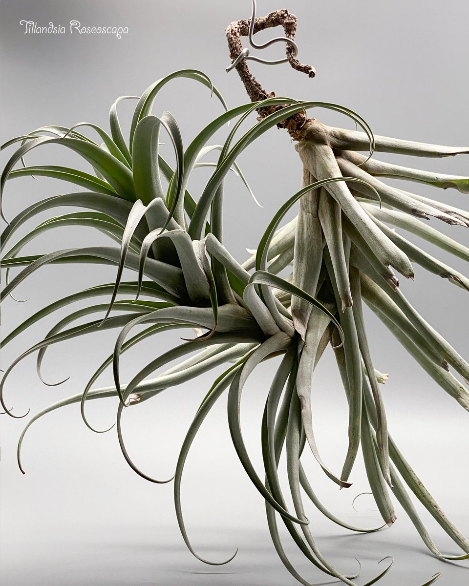 エアープランツ天狗堂