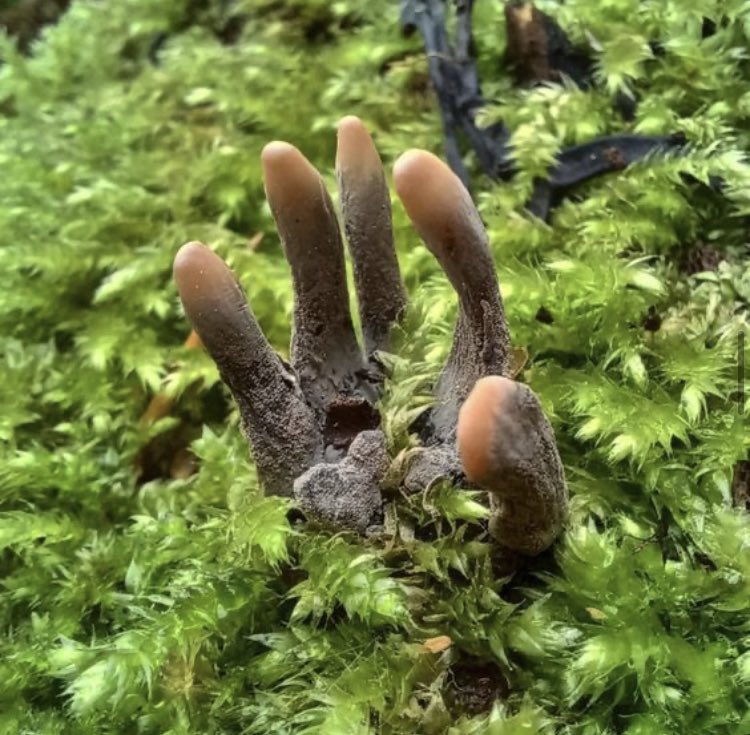 Happy Halloween from this saprotrophic fungus called Dead man’s fingers
It can be found growing from (and breaking down) injured tree stumps and rotting wood🪵

From the Instagram ‘northwalesmushrooms’