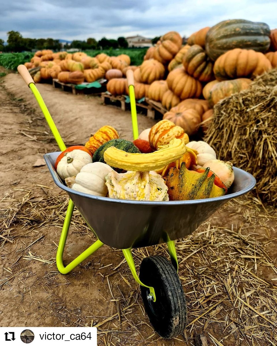 Tall_a_Tall's tweet photo. Es tiempo de calabazas y en #ElPrat tenemos la suerte de producir muchas. Aquí os dejo un gran foto de Victor (usuario en instagram @victor_ca64 )
#Repost @victor_ca64
• • • • • •
El Prat de Llobregat
#afprat #fedcatfoto #parcagraribaixllobregat #caltrilla #baixllobregat https://t.co/lg7pPS984z