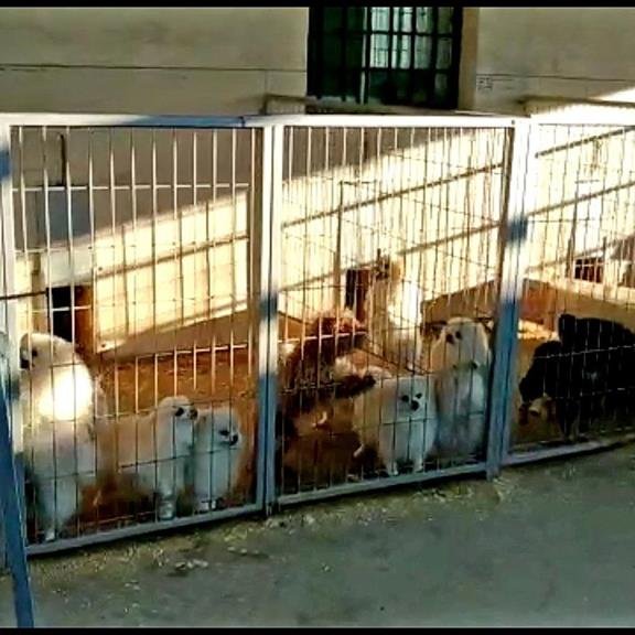 ruben_prz's tweet photo. Cortó las cuerdas vocales a los perr@s para que no descubrieran su criadero ilegal en #Granada.

⛓️ Malvivían en menos de un metro cuadrado y muchos estaban enfermos.

No hay criadores responsables: Su negocio es venderlos como cosas o en ridículos concursos de "belleza". https://t.co/O0ZKqeBYn8
