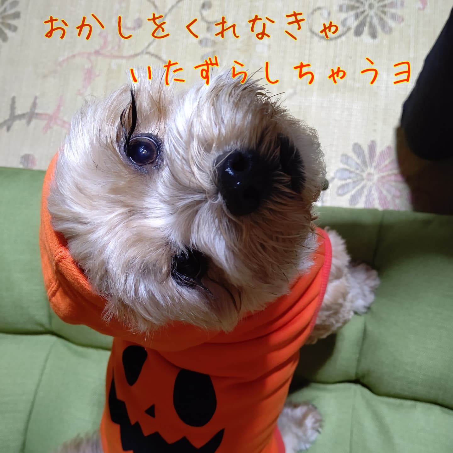 シープー Twitter Search Twitter