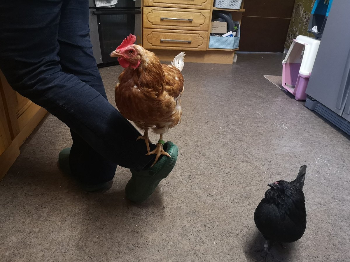 DonnaHe60990670's tweet photo. This bird will roost on anything πππ #exbatt Patsy #chickens https://t.co/NDRUVi2AYX