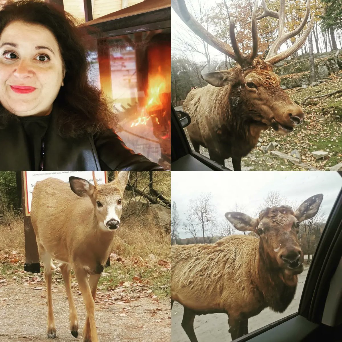 LeilaChalfoun's tweet image. Belle journée au Parc Oméga avec mes chers Pauline et Marco!

@parcomega
@bigmarcc

#happyleila #happyfamily #parcomega
instagram.com/p/CVsQ0yPrI3x/…