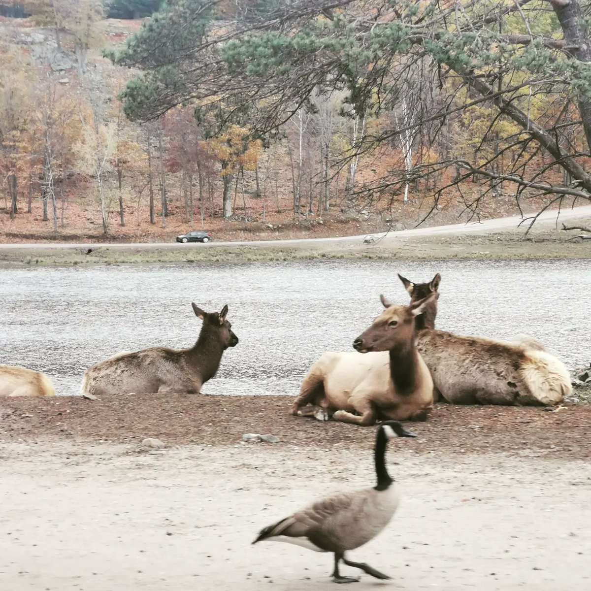 LeilaChalfoun's tweet image. Belle journée au Parc Oméga avec mes chers Pauline et Marco!

@parcomega
@bigmarcc

#happyleila #happyfamily #parcomega
instagram.com/p/CVsQ0yPrI3x/…