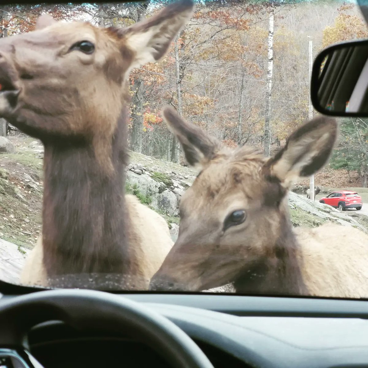 LeilaChalfoun's tweet image. Belle journée au Parc Oméga avec mes chers Pauline et Marco!

@parcomega
@bigmarcc

#happyleila #happyfamily #parcomega
instagram.com/p/CVsQ0yPrI3x/…