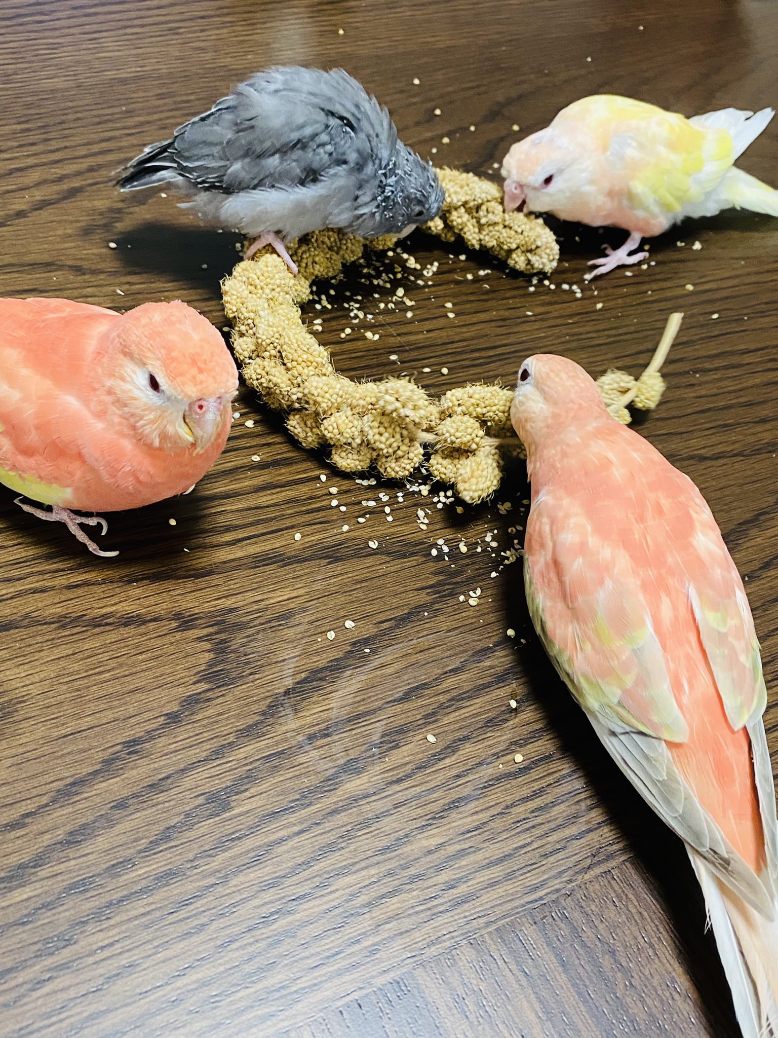 Teafin ティフィン A Twitter 鳥ック オア 鳥ート ハロウィン アキクサインコ ルビノー ルチノー ピンクファロー マメルリハ モーブ T Co 05eroacifk Twitter