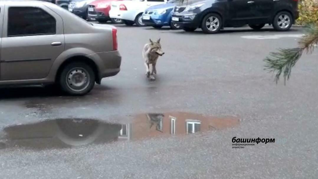bashinform's tweet image. По улицам Уфы бегает волк dlvr.it/SBd4f9