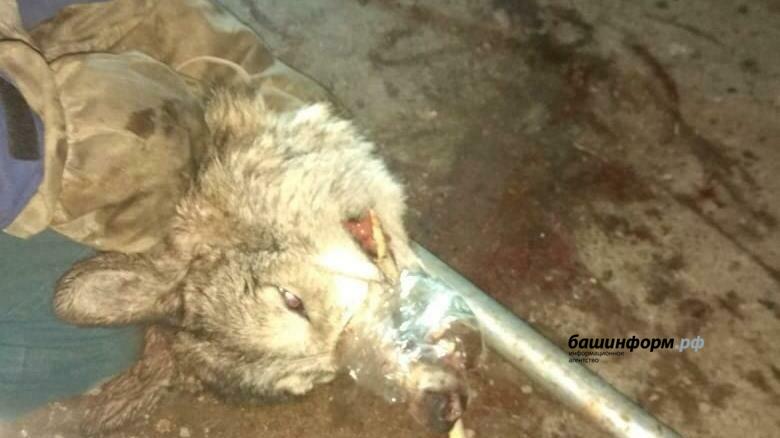 bashinform's tweet image. В Уфе пойманный на улице волк погиб - видео dlvr.it/SBd4jV