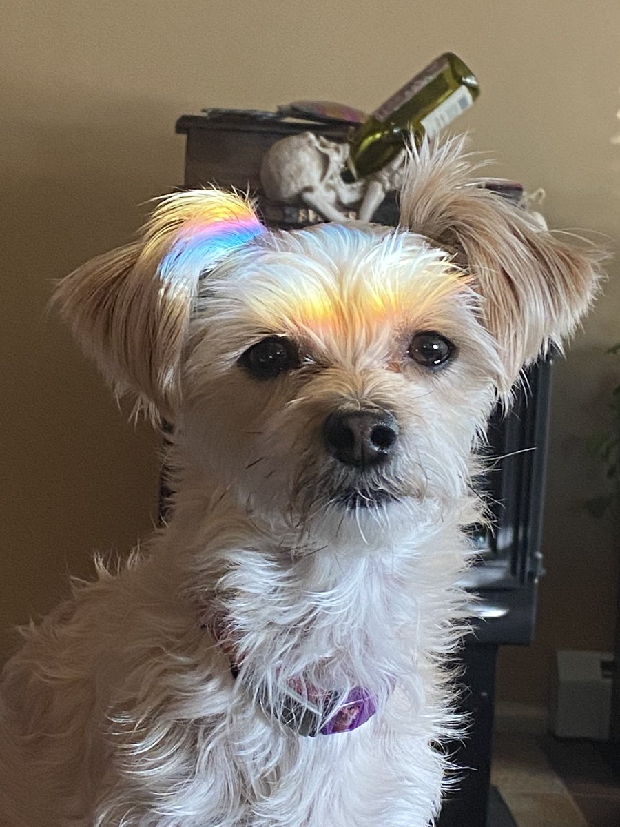 nija8689's tweet photo. @BrittanyBabc7 Morning Brittany! Izzy’s rainbow face has a skull on her head!  Hahaha https://t.co/ZIFhJrXNUj