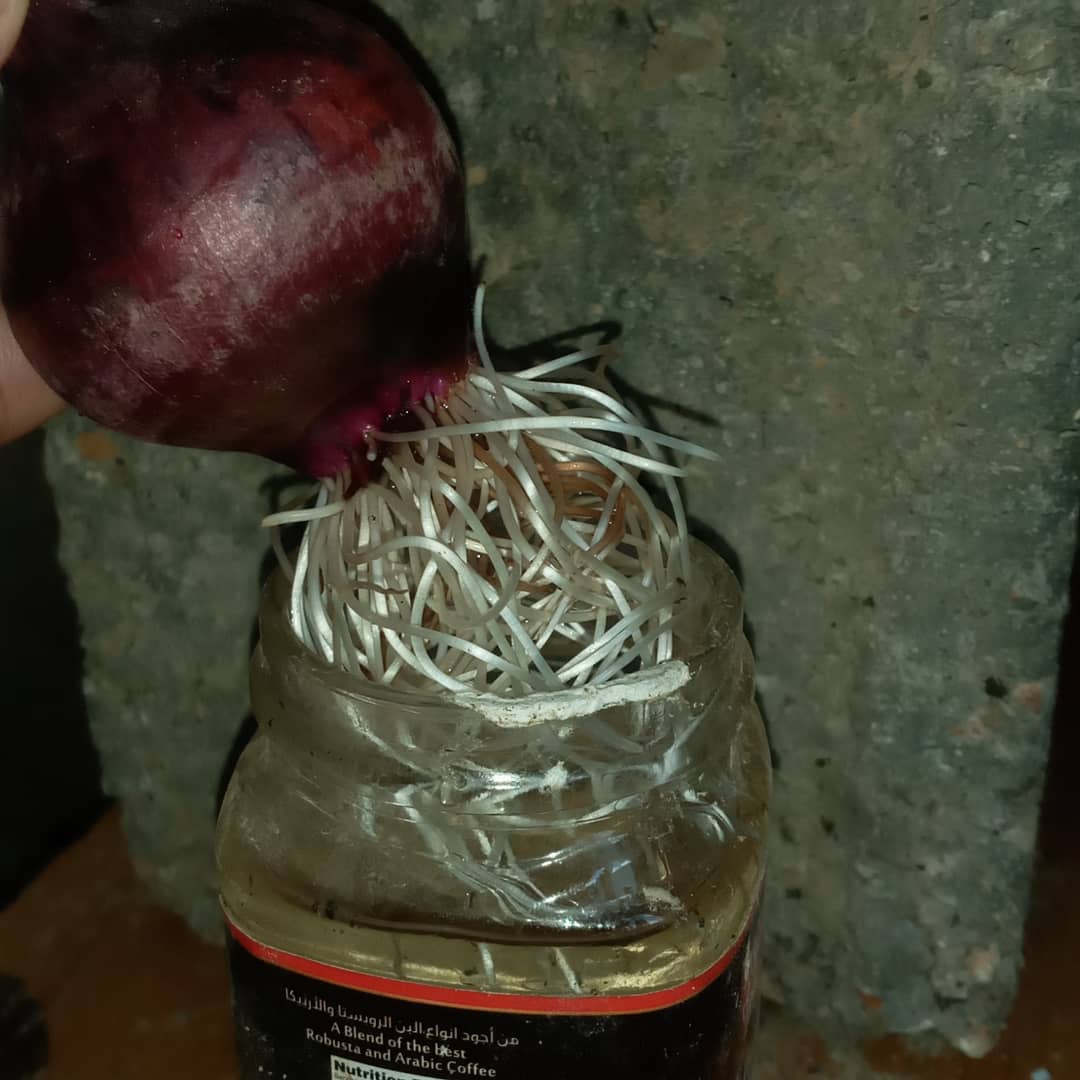 mostra_m's tweet photo. I transplanted onions into the water. Watch the roots how thick they are after only 5 days........ Continue the experiment. The update is coming
#rootsreggae #Rooted #plantnery #lovers #designcontest #planttwitter #plantbased #onion #onionbooty #designers #Experimenting https://t.co/X1StodCojx