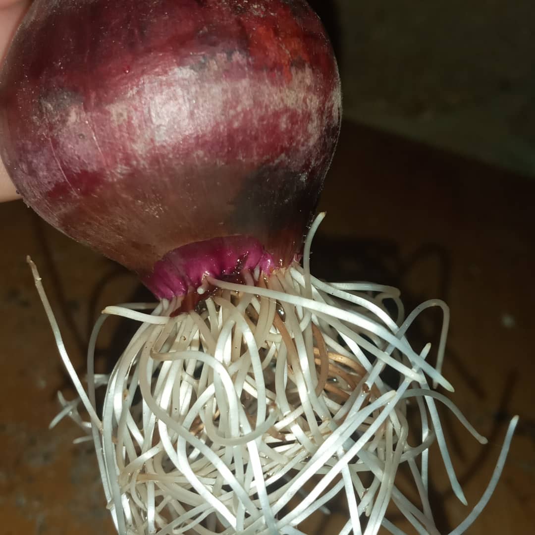 mostra_m's tweet photo. I transplanted onions into the water. Watch the roots how thick they are after only 5 days........ Continue the experiment. The update is coming
#rootsreggae #Rooted #plantnery #lovers #designcontest #planttwitter #plantbased #onion #onionbooty #designers #Experimenting https://t.co/X1StodCojx