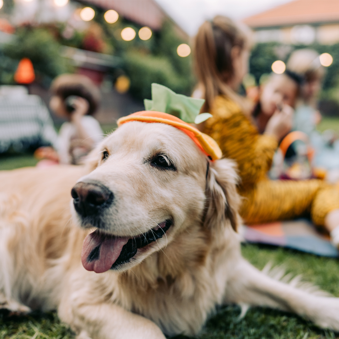 Dog wearing a pumpkin hat sitting with children